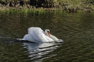 Mute Swan, ML333302621