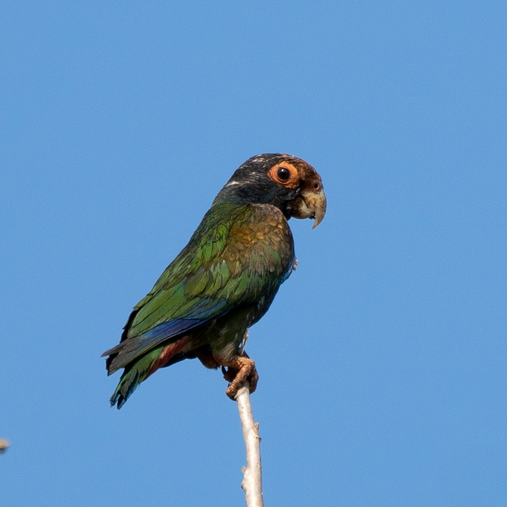White-crowned Parrot - ML333312511