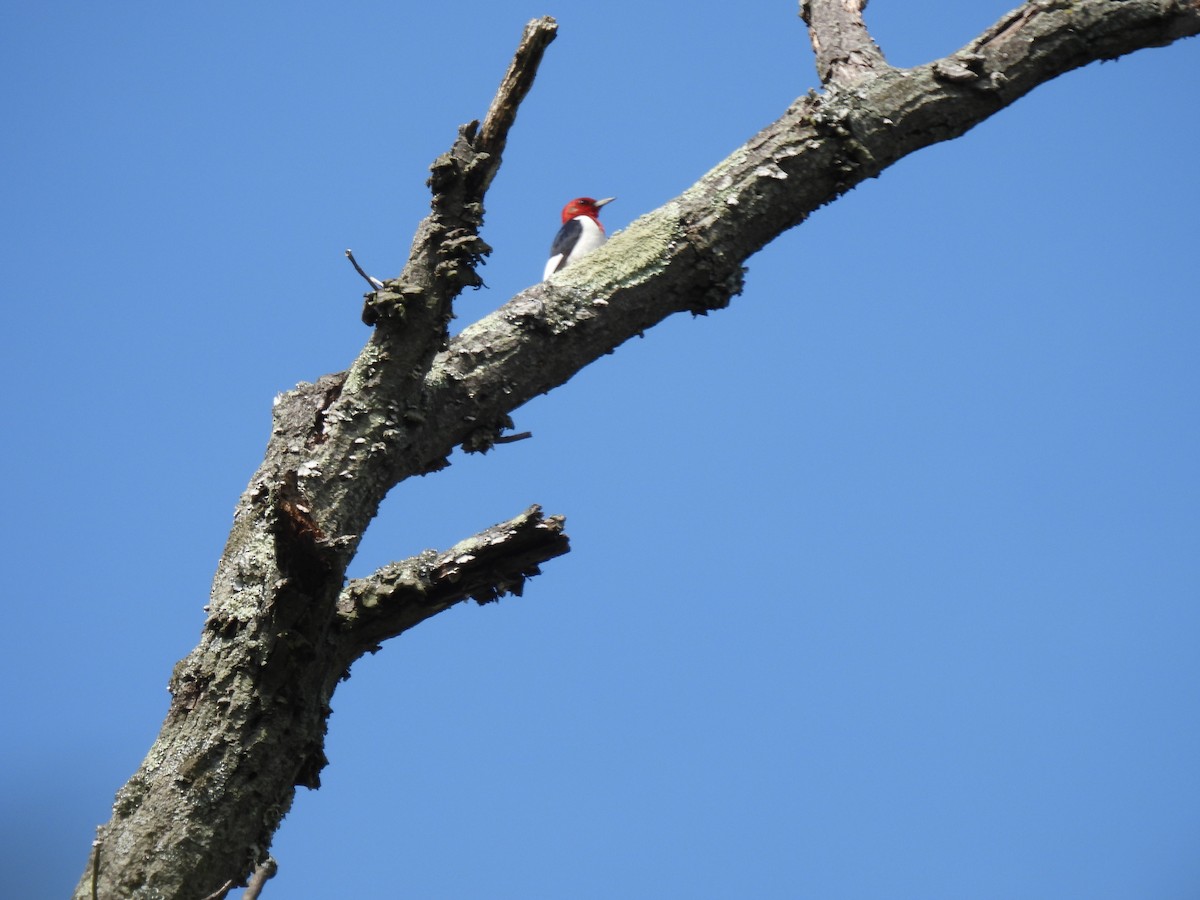 Red-headed Woodpecker - ML333313311