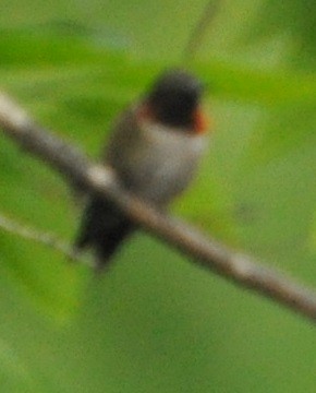 Ruby-throated Hummingbird - M.K. McManus-Muldrow