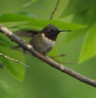Ruby-throated Hummingbird - ML333317241