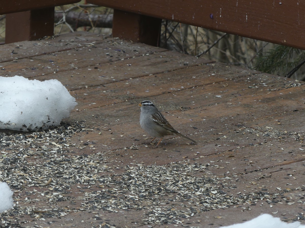 White-crowned Sparrow - ML333320611