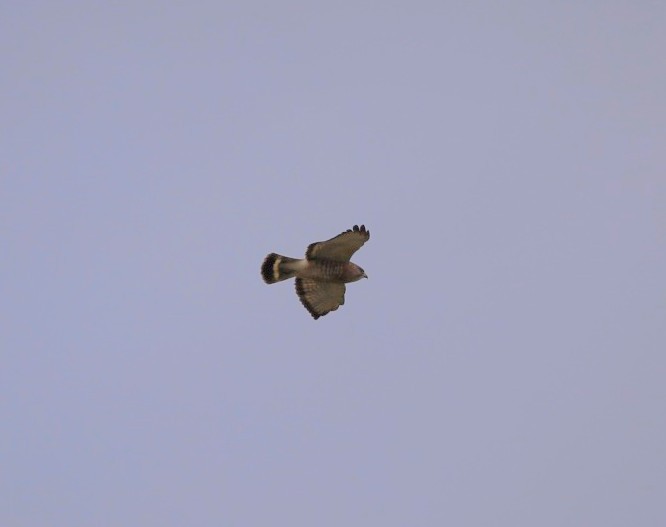 Broad-winged Hawk - Ankur Khurana