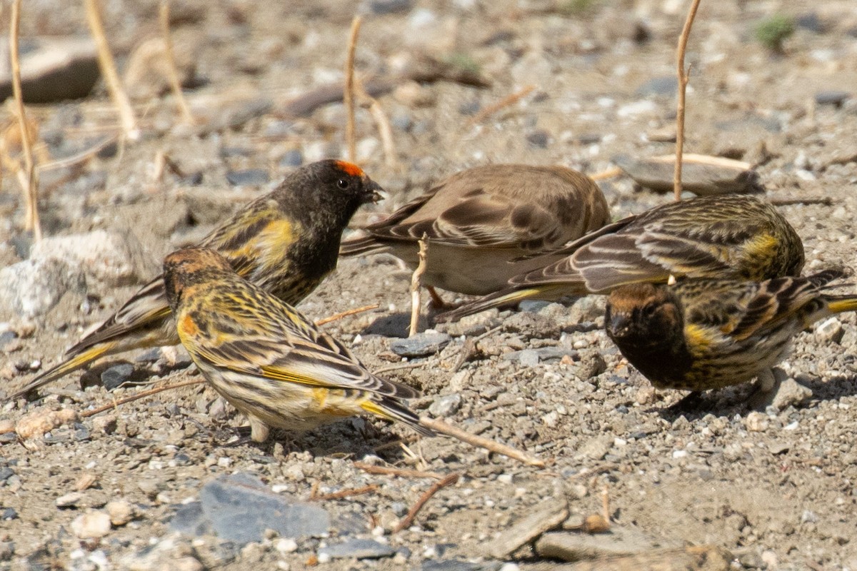 Fire-fronted Serin - ML333330851