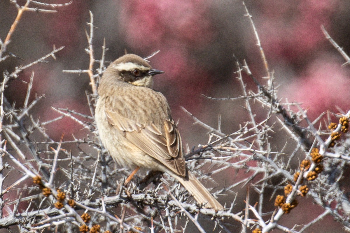 Brown Accentor - ML333330971