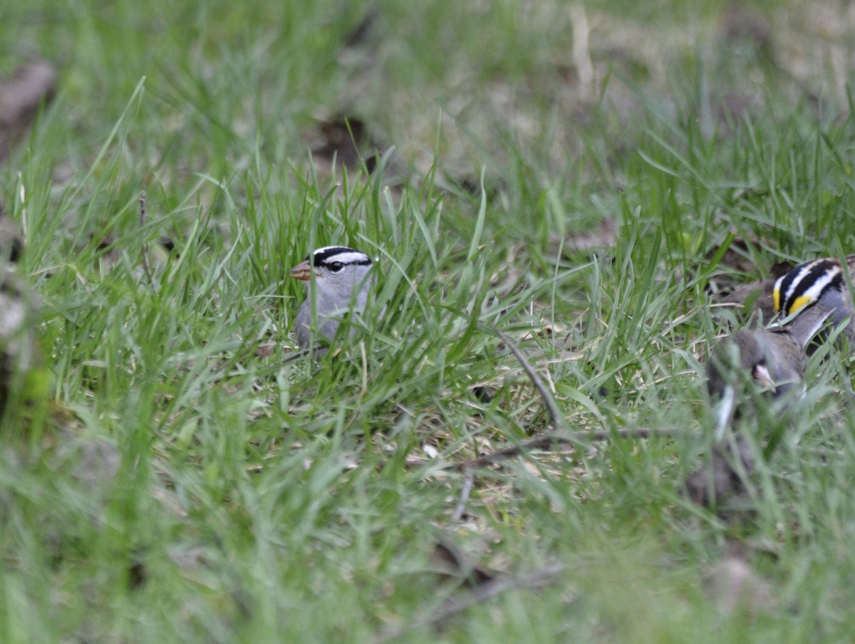 White-crowned Sparrow - ML333333461