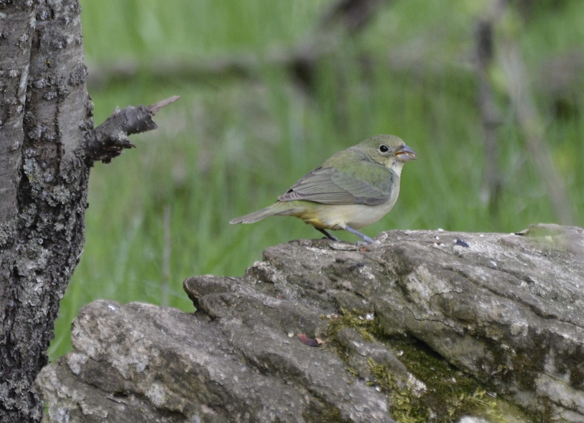 Painted Bunting - ML333333721
