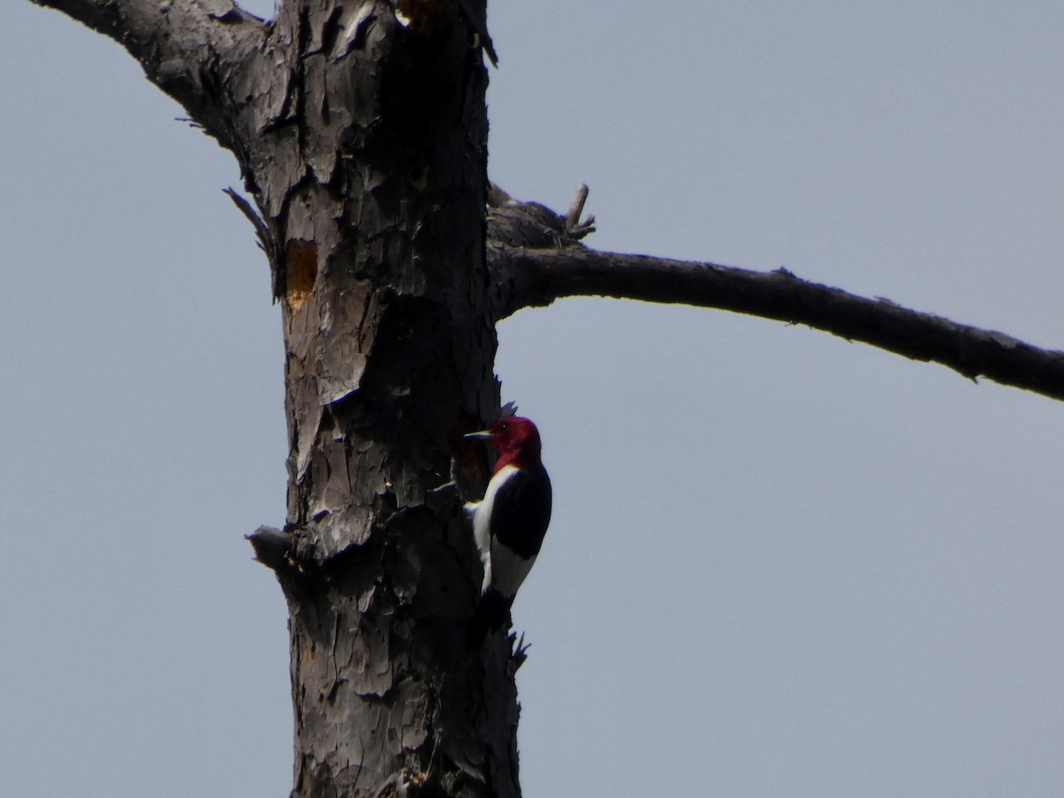 Red-headed Woodpecker - ML333334201