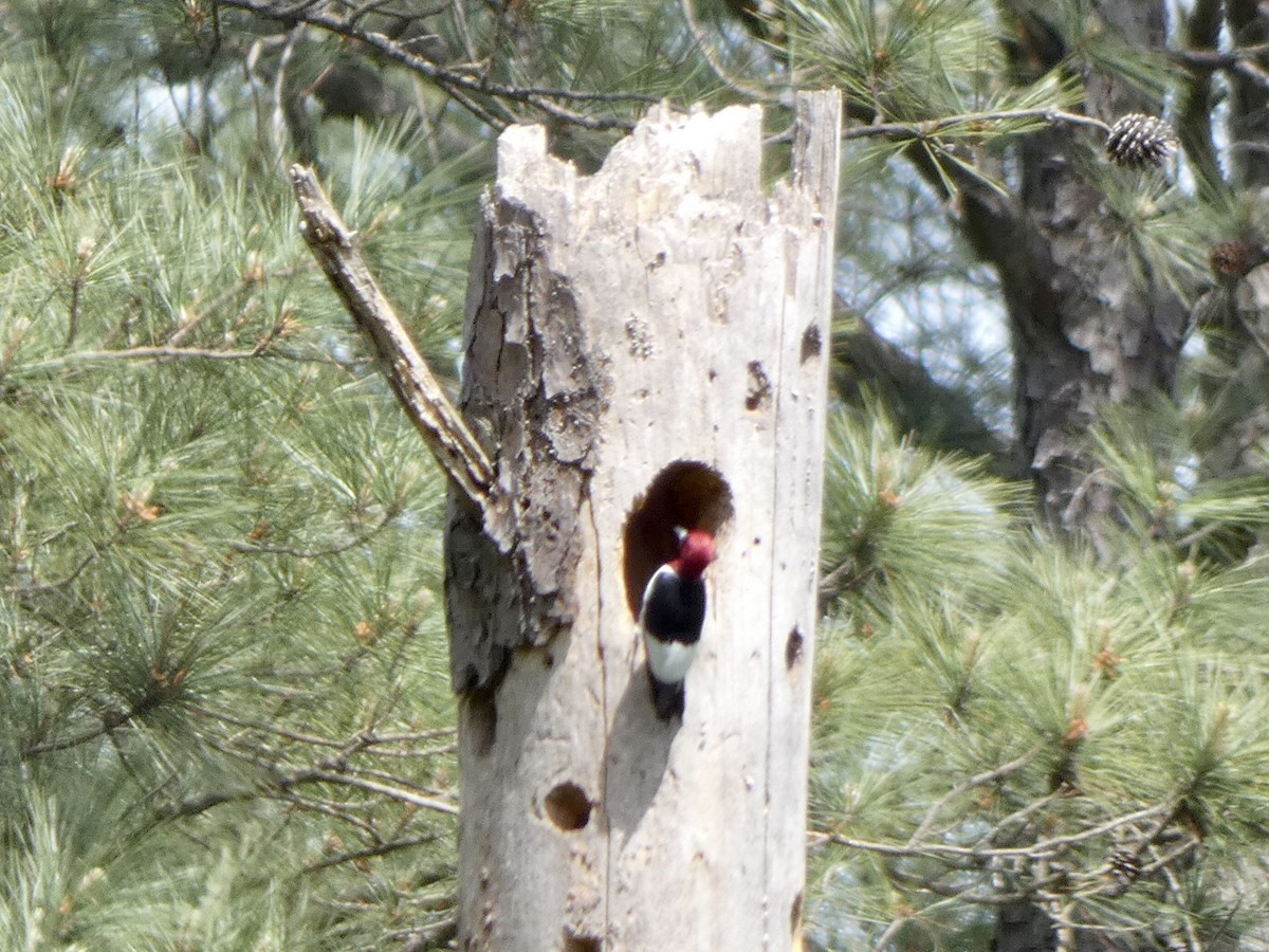 Red-headed Woodpecker - ML333334241