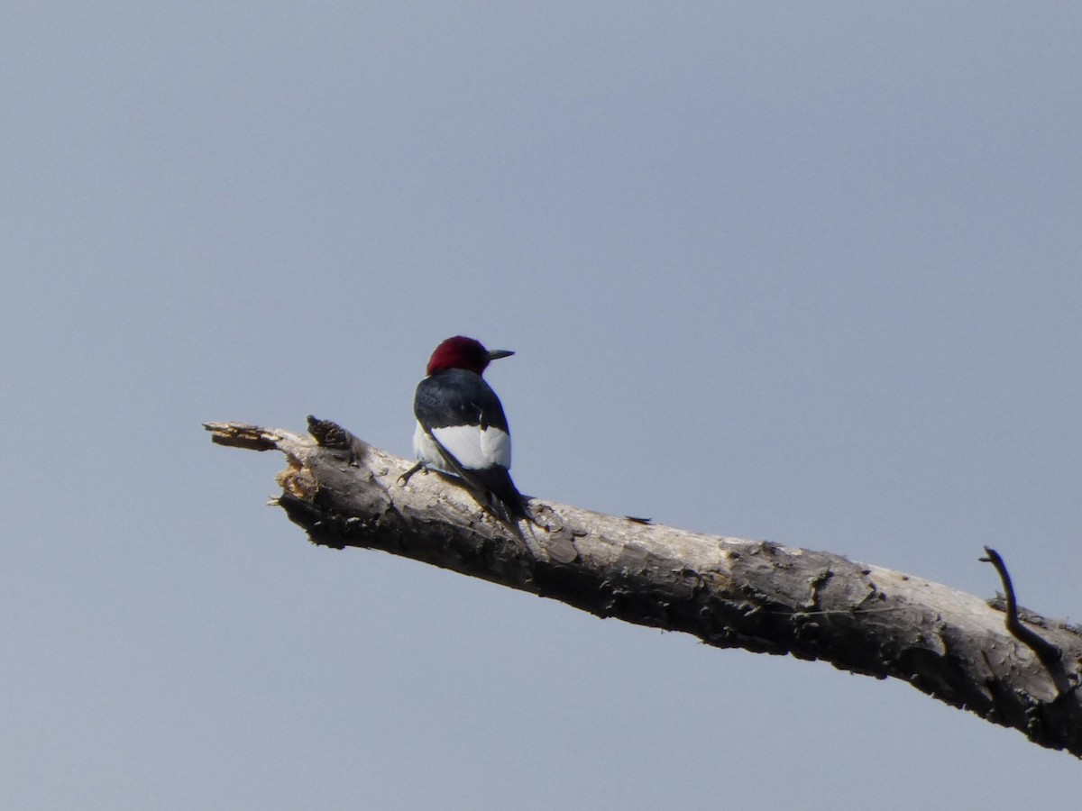 Red-headed Woodpecker - ML333334251