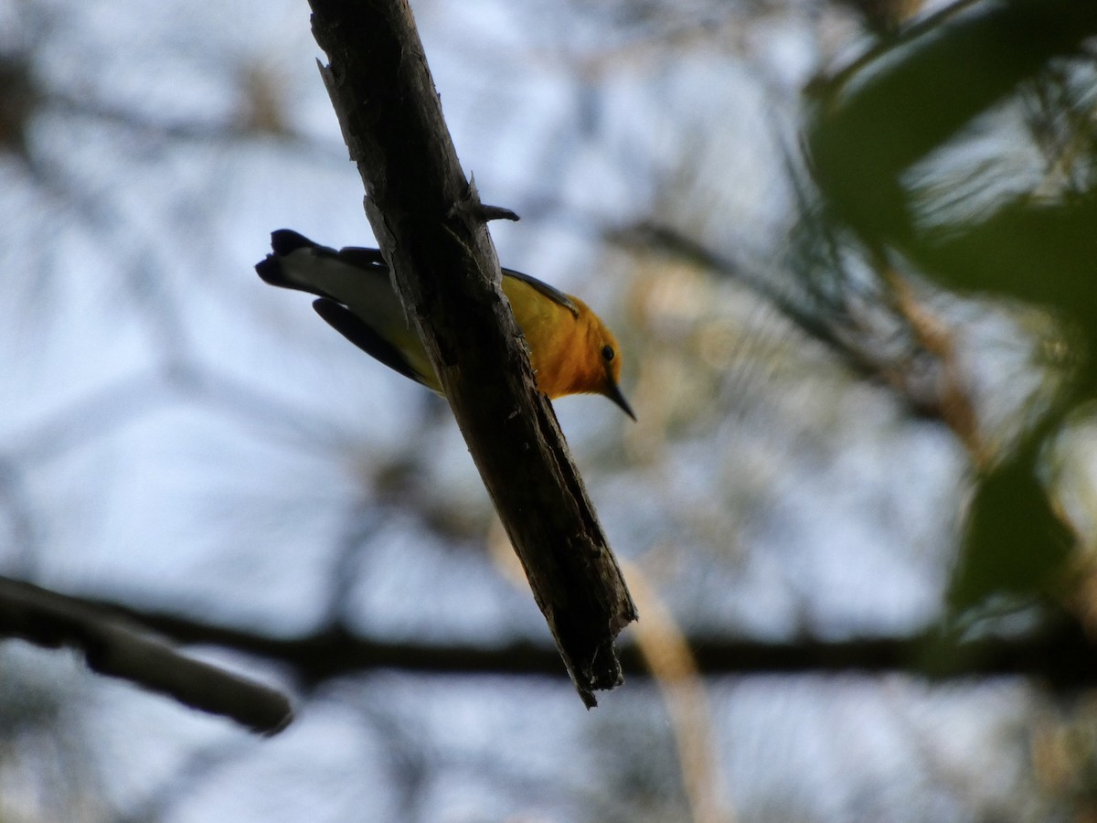 Prothonotary Warbler - ML333335821