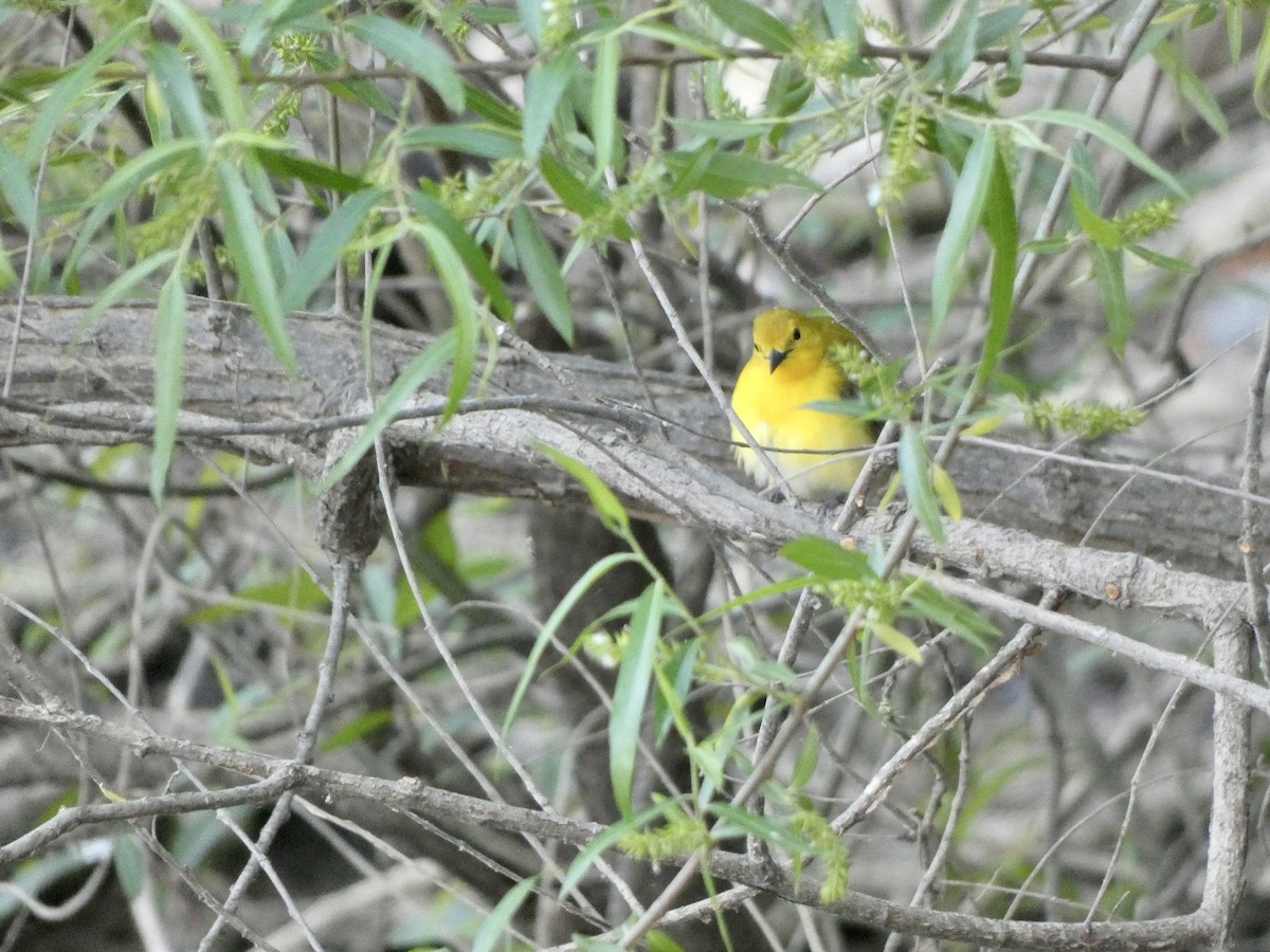 Prothonotary Warbler - ML333335911