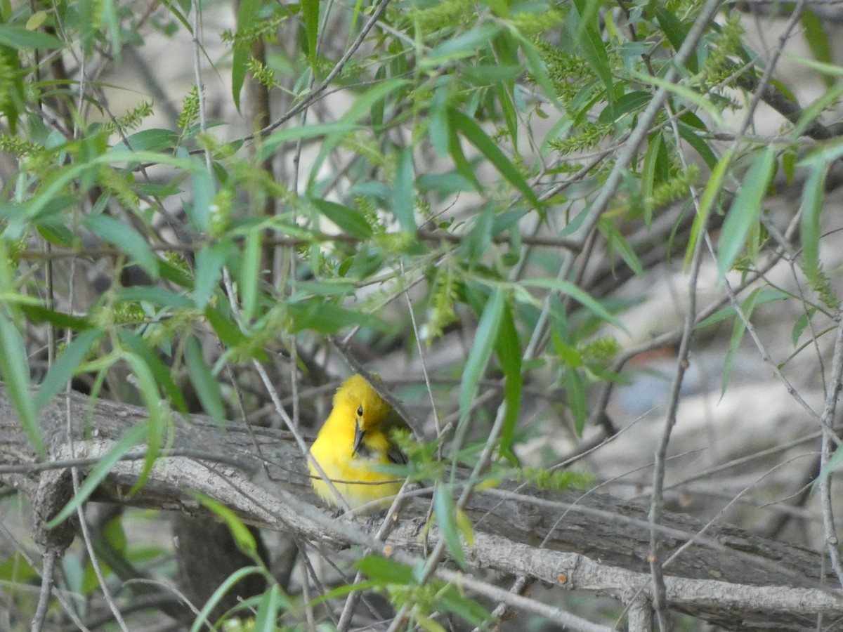 Prothonotary Warbler - ML333335951