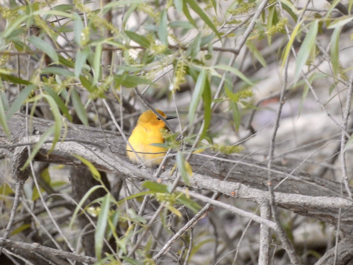 Prothonotary Warbler - ML333335991
