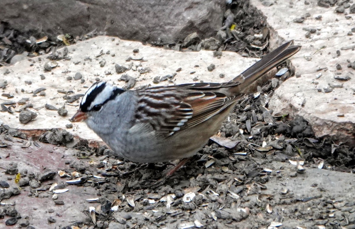 White-crowned Sparrow - ML333345991
