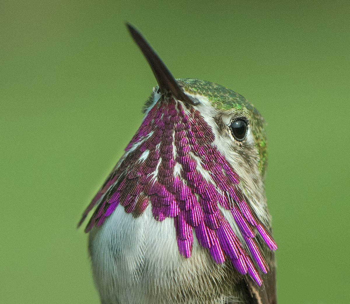 Calliope Hummingbird - ML33334691