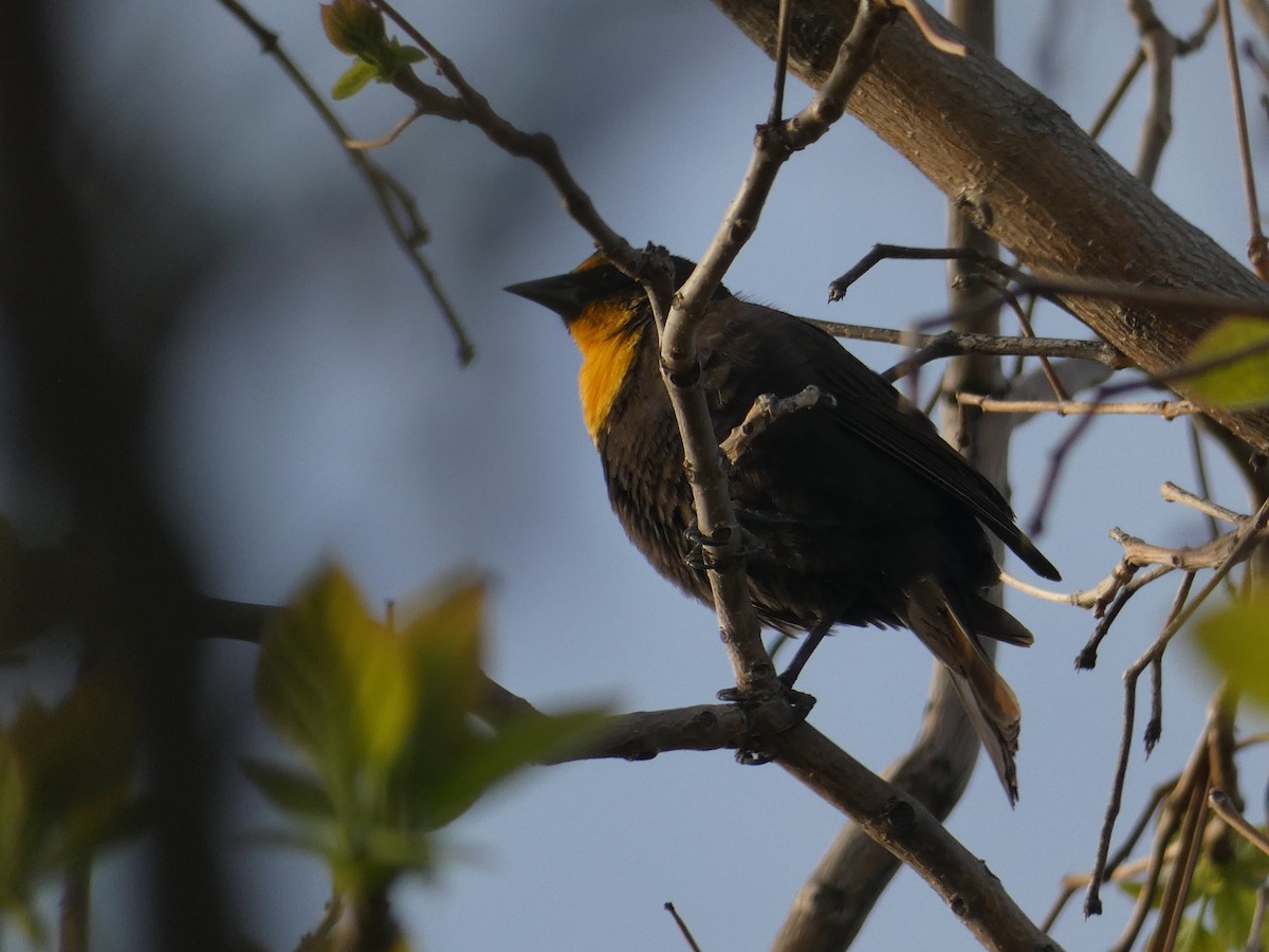 Yellow-headed Blackbird - ML333352811