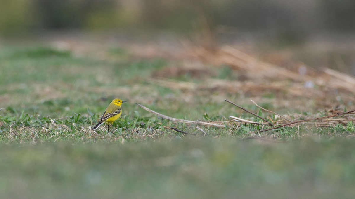 Western Yellow Wagtail - Rob Smith