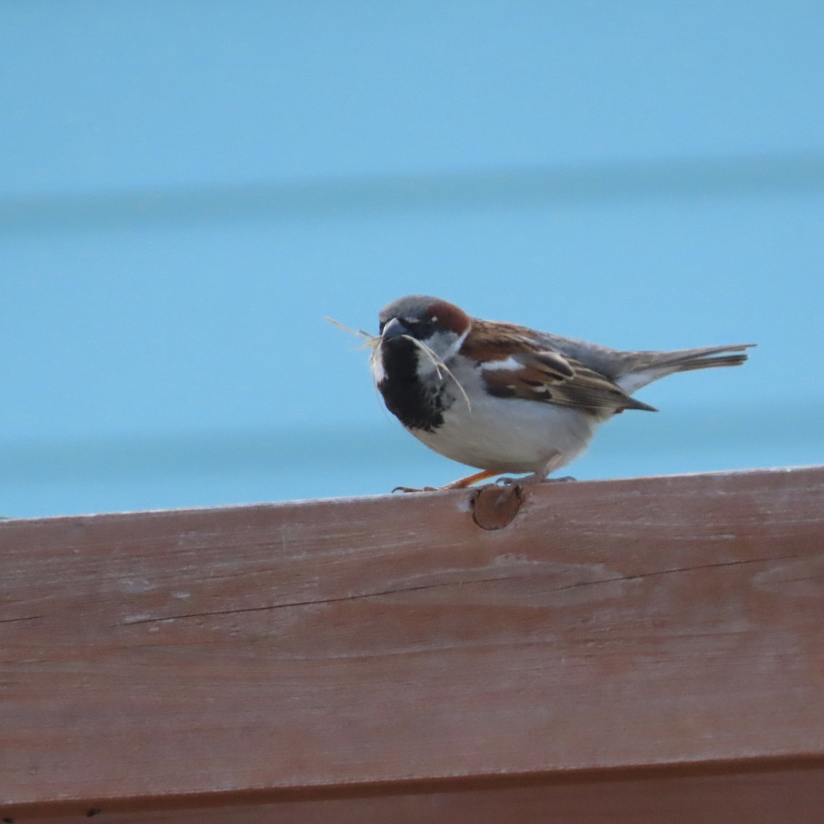 House Sparrow - ML333359341
