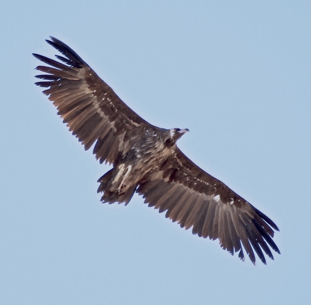 Cinereous Vulture - ML333362911