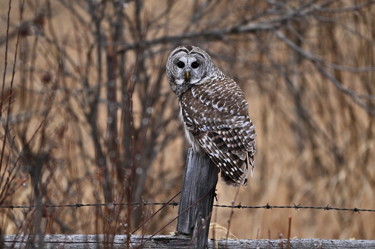 Barred Owl - Ron Kube