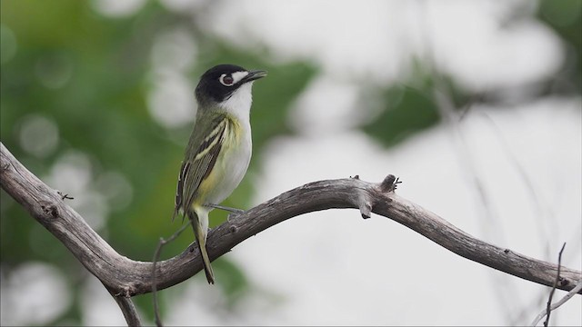 Vireo Cabecinegro - ML333366131