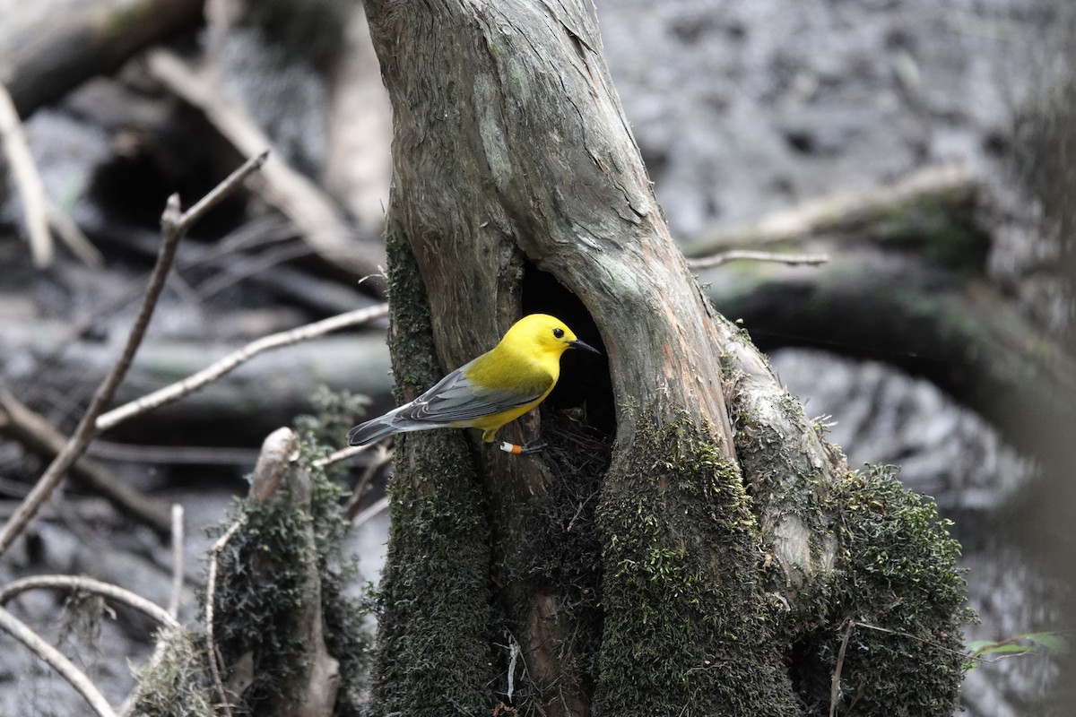 Prothonotary Warbler - ML333370581