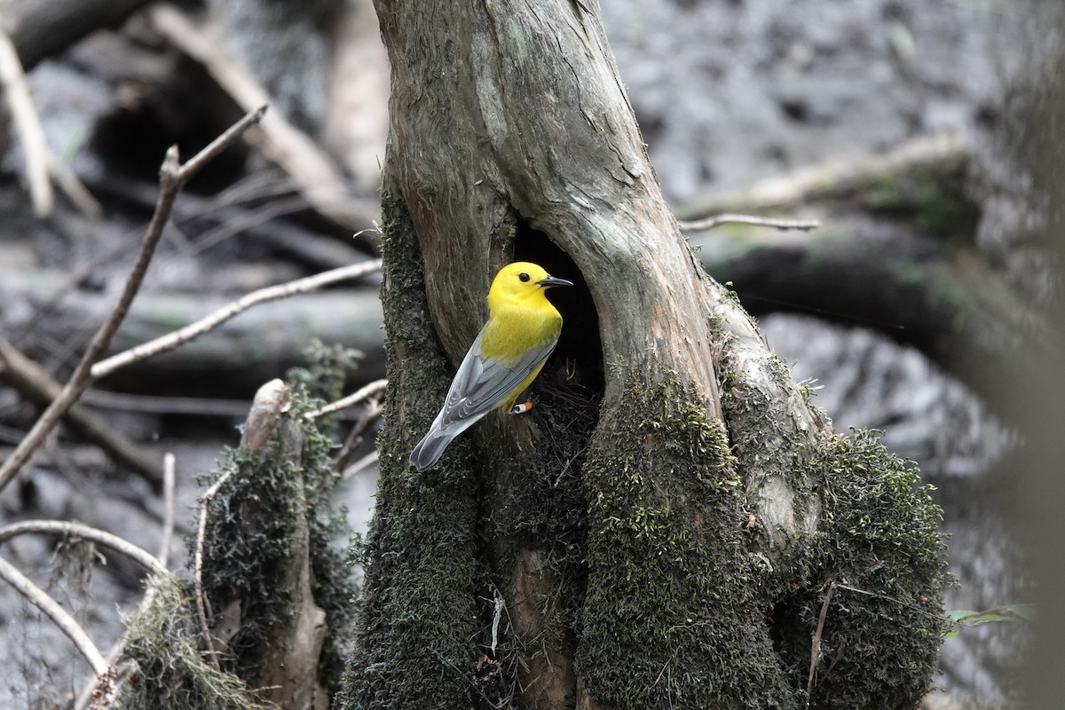 Prothonotary Warbler - ML333370641