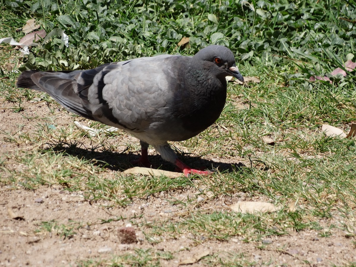Rock Pigeon (Feral Pigeon) - ML33337081