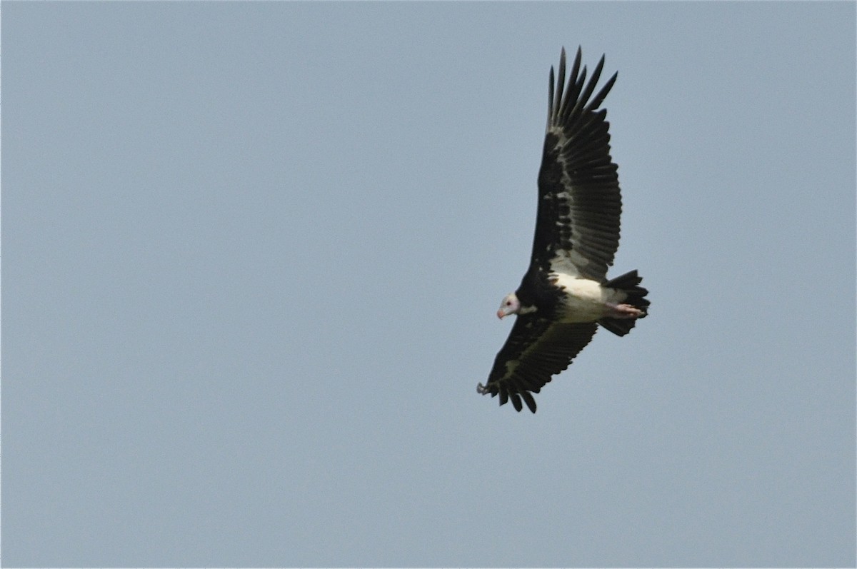 White-headed Vulture - ML33338011