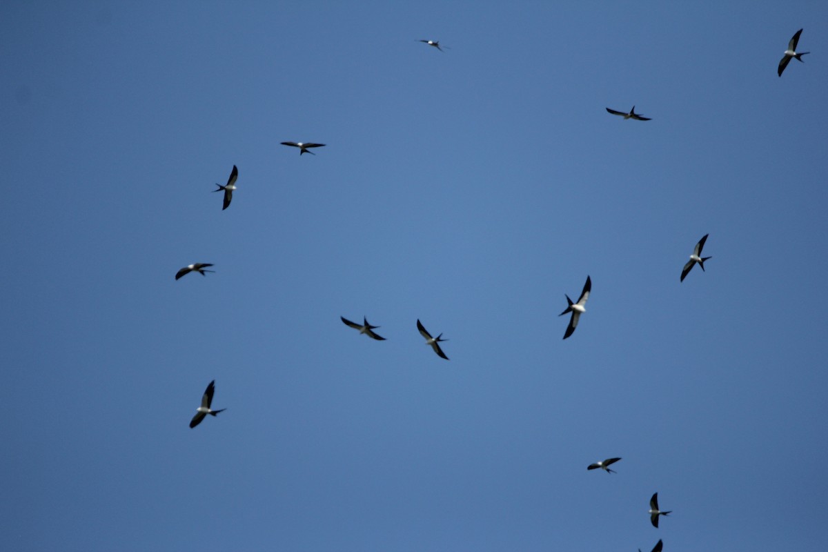 Swallow-tailed Kite - ML333381701