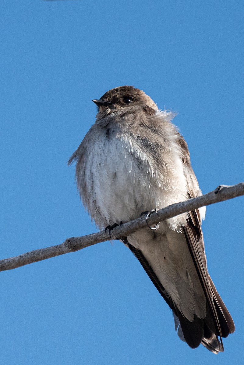 Northern Rough-winged Swallow - ML333383761
