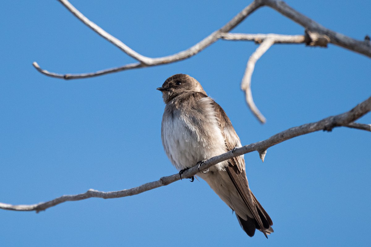 Northern Rough-winged Swallow - ML333383781