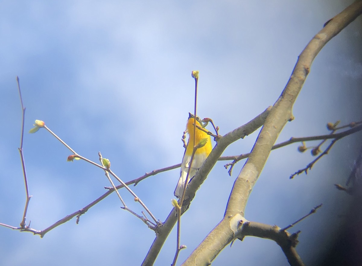 Yellow-breasted Chat - ML333384201
