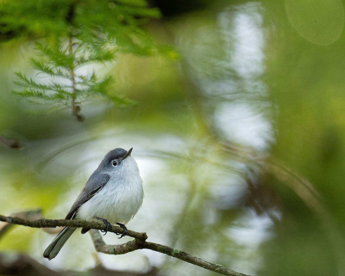 ML333384921 Blue Gray Gnatcatcher Macaulay Library   1200