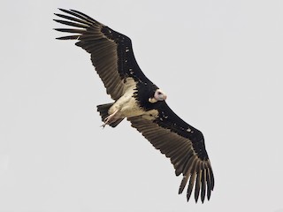  - White-headed Vulture