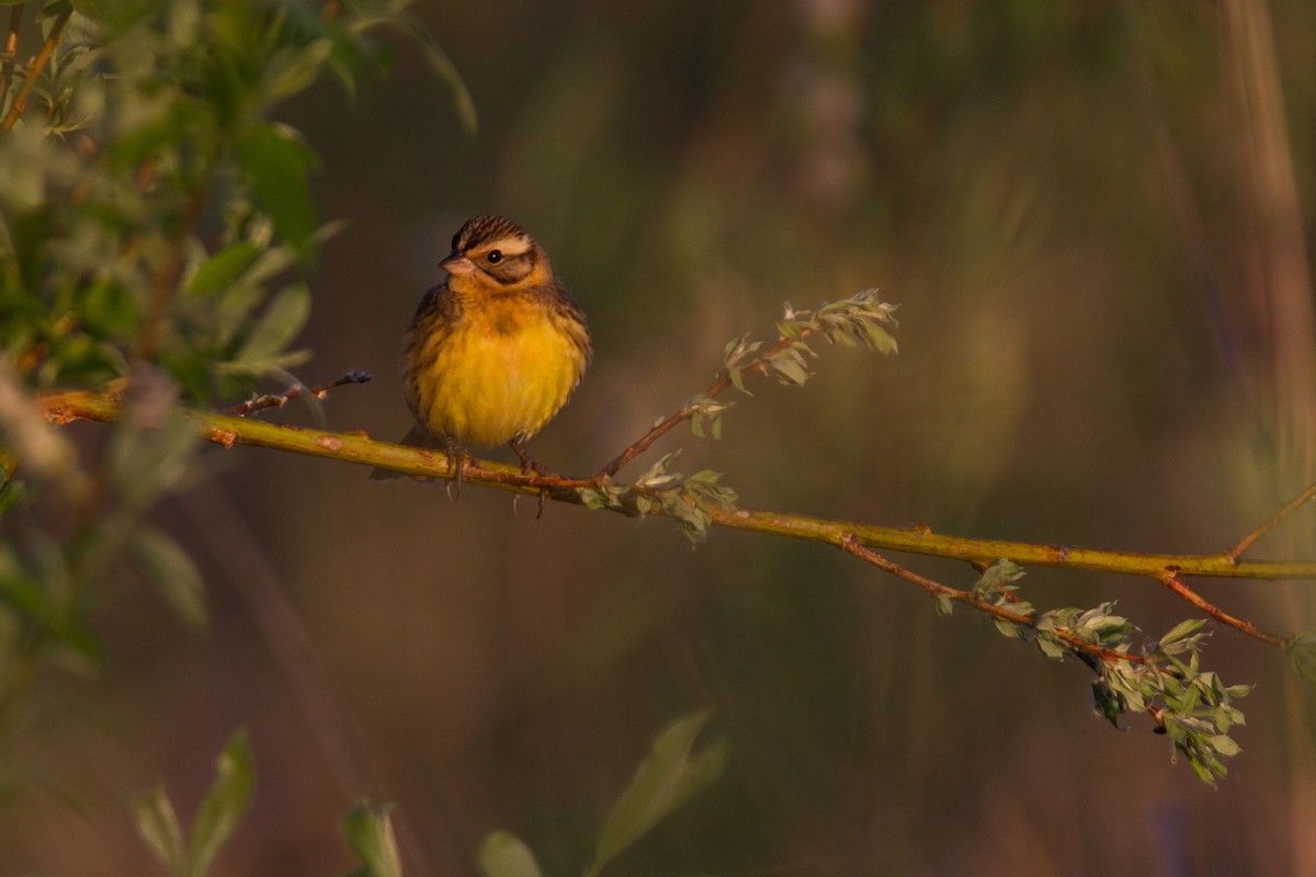 Yellow-breasted Bunting - ML33340181