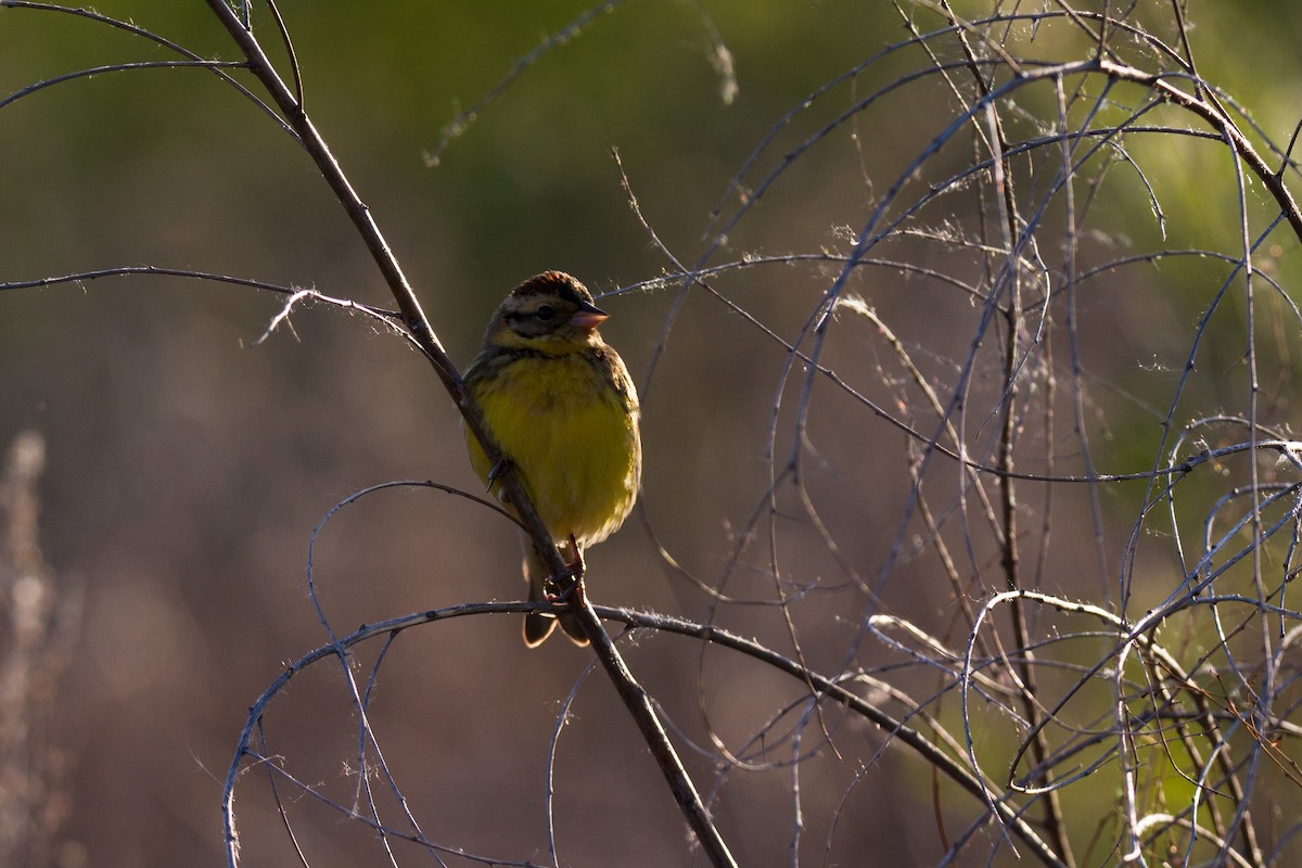 Yellow-breasted Bunting - ML33340191