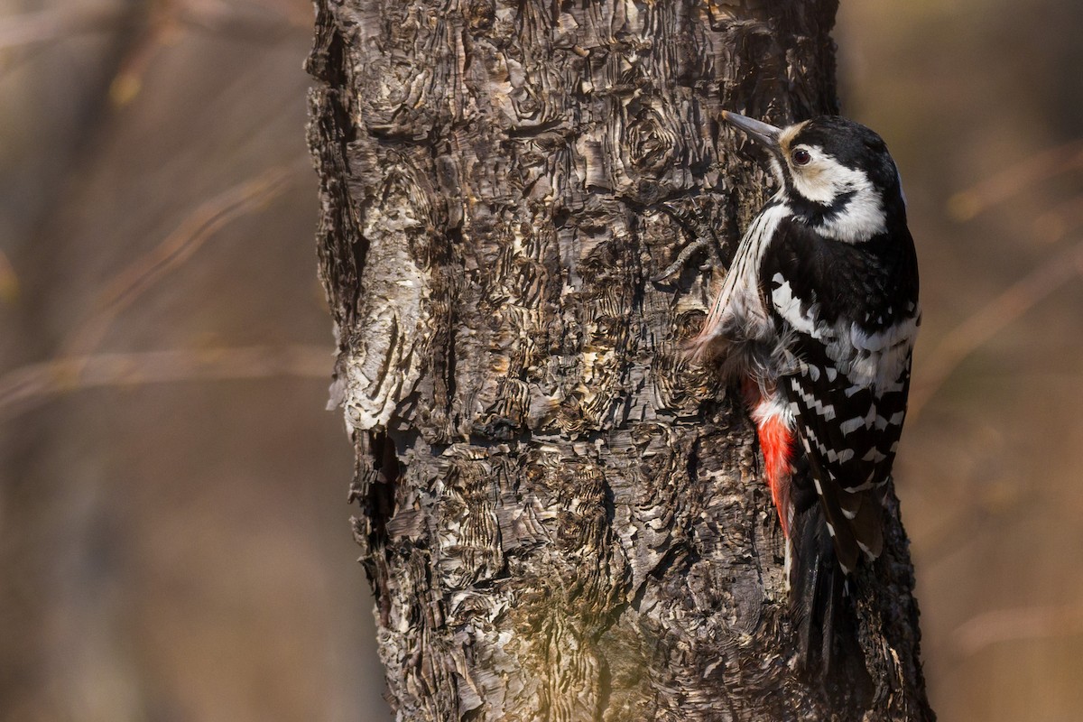 White-backed Woodpecker - Alexander Thomas