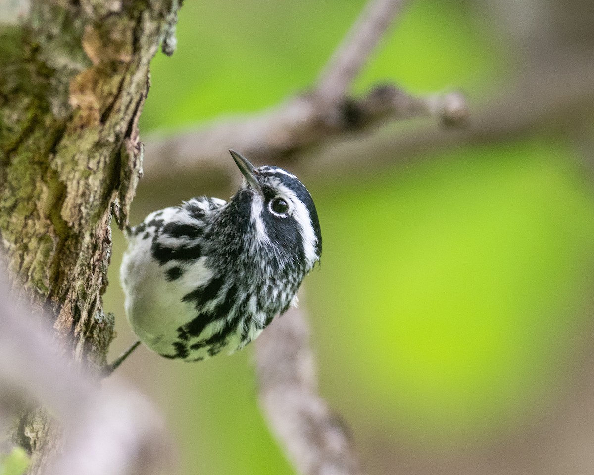 Black-and-white Warbler - ML333403571