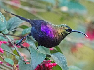  - Tacazze Sunbird