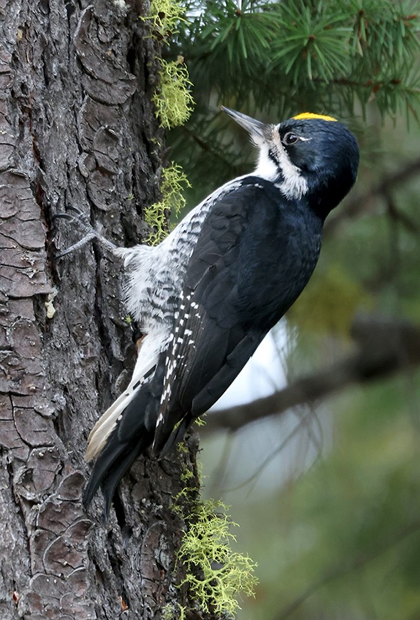 Black-backed Woodpecker - Tom  Kogut