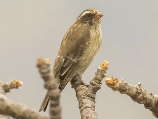  - Bird Uganda Safaris - Herbert - ML333412721