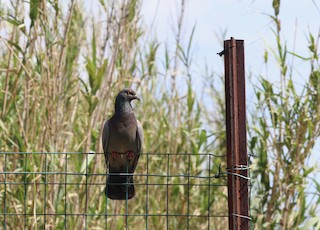 Rock Pigeon (Feral Pigeon), ML333412811
