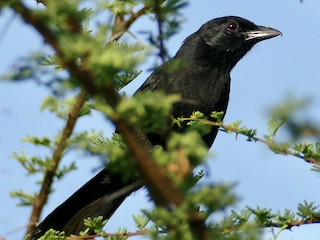  - Coastal Boubou