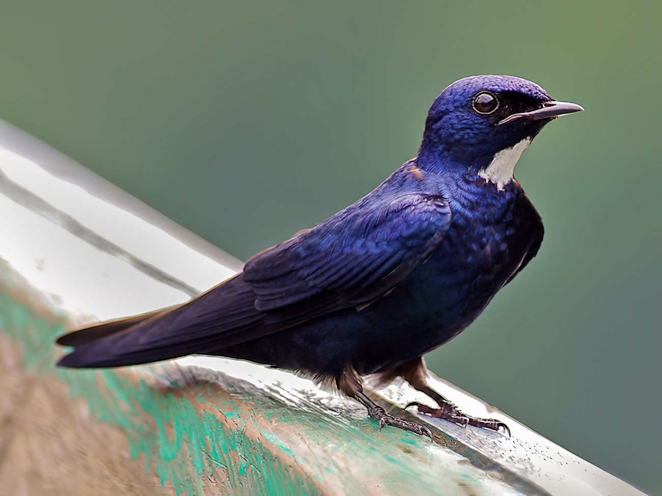 White-throated Blue Swallow - Bernard Guevorts