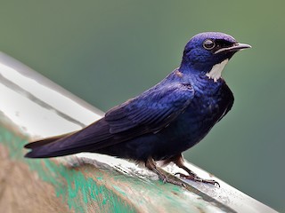 オジロクロツバメ - eBird