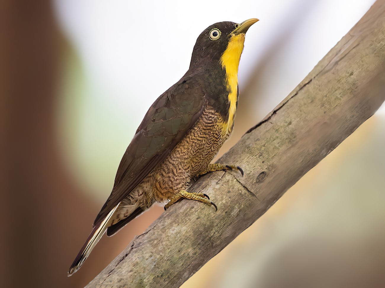 Yellow-throated Cuckoo - Dubi Shapiro