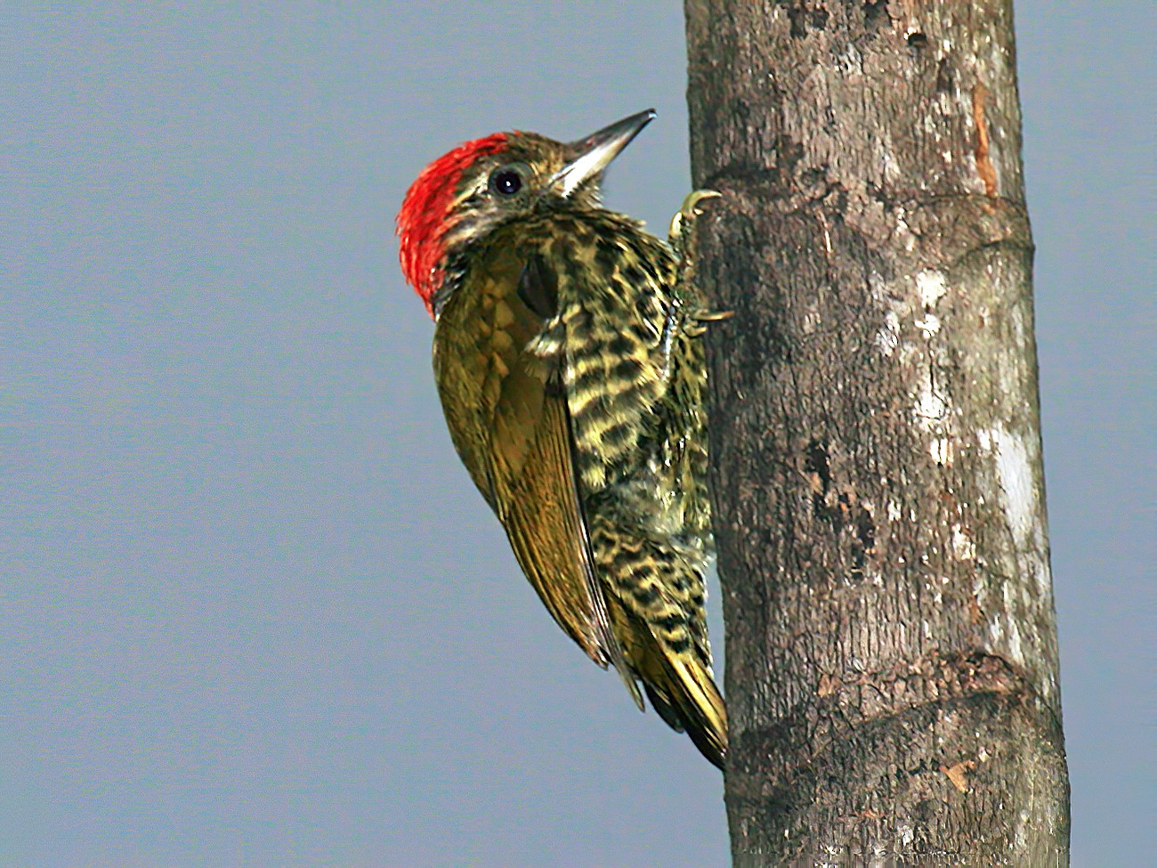 Gabon Woodpecker - Adam Riley