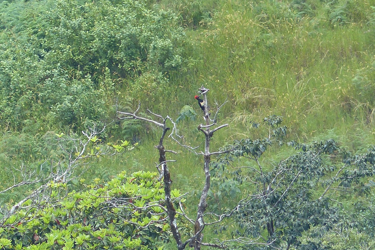 White-bellied Woodpecker - Ashwin Viswanathan